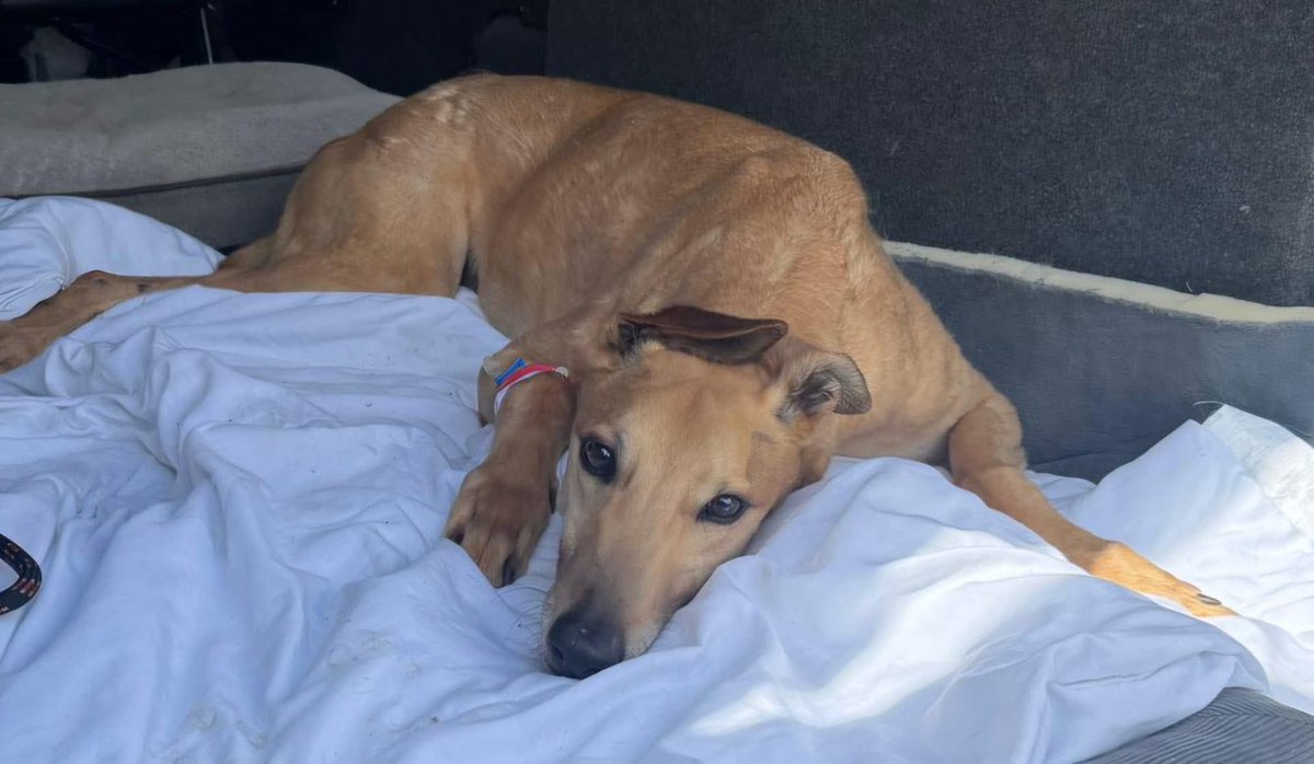 Please help us to help Max, info on first image. PayPal Hectors-Don@outlook.com