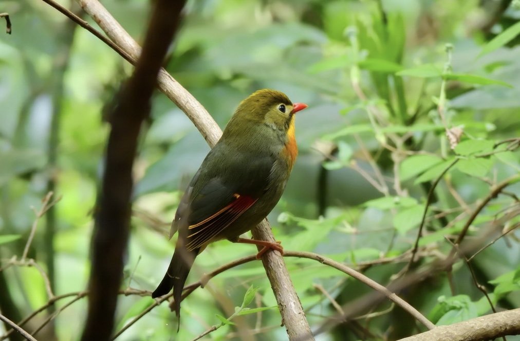 hamutaro_fl's tweet image. ソウシチョウという鳥だそうです。初めて見ました。冬には見かけなかった。
#高尾山
#p950