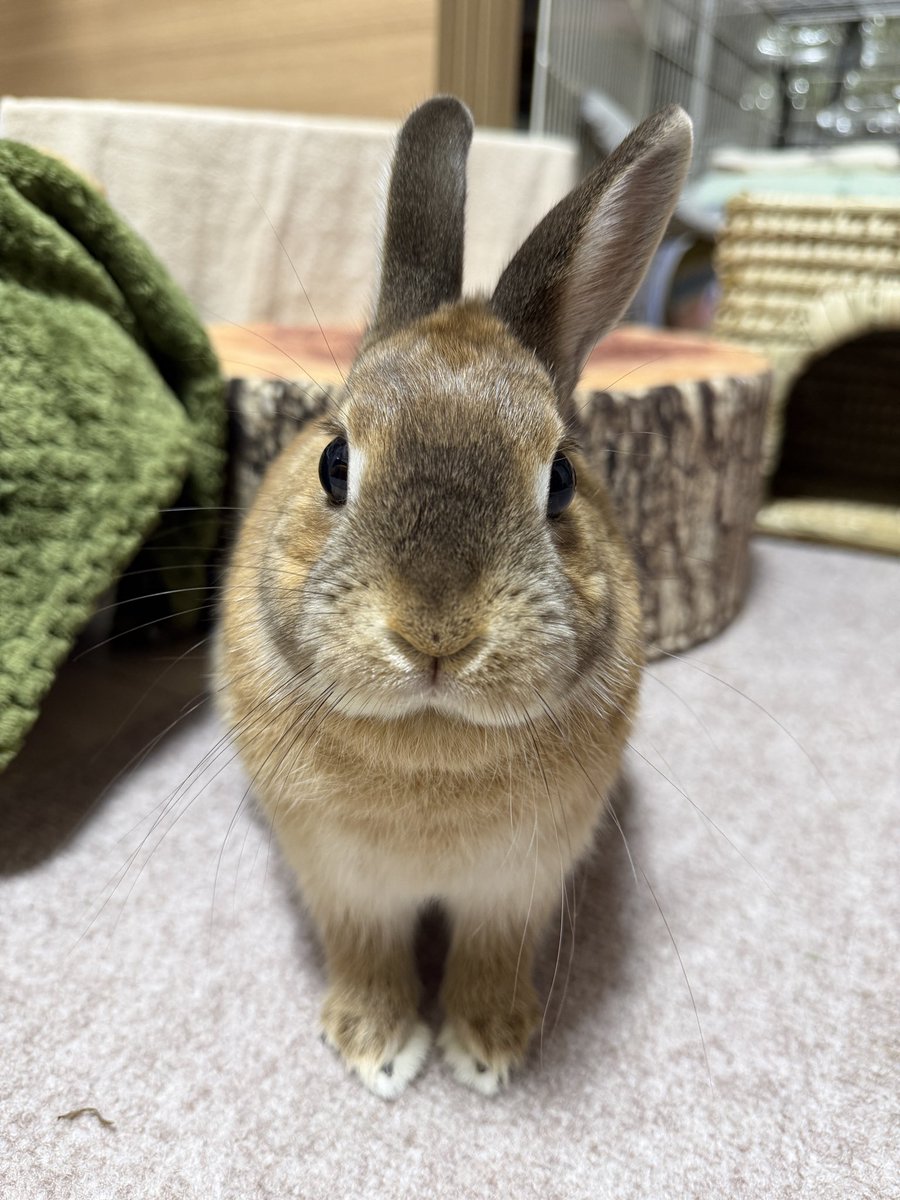 いたずらうさぎとその飼い主 tweet media