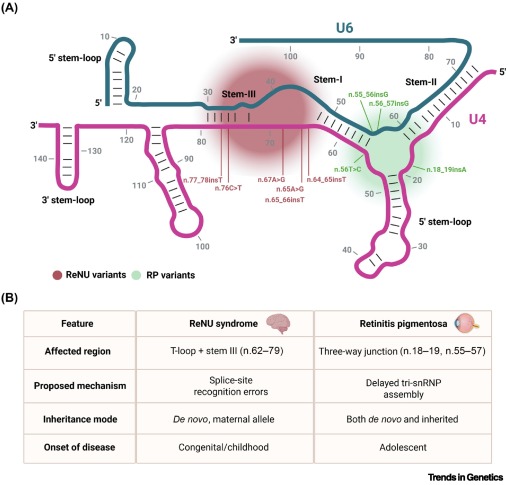Trends in Genetics tweet media