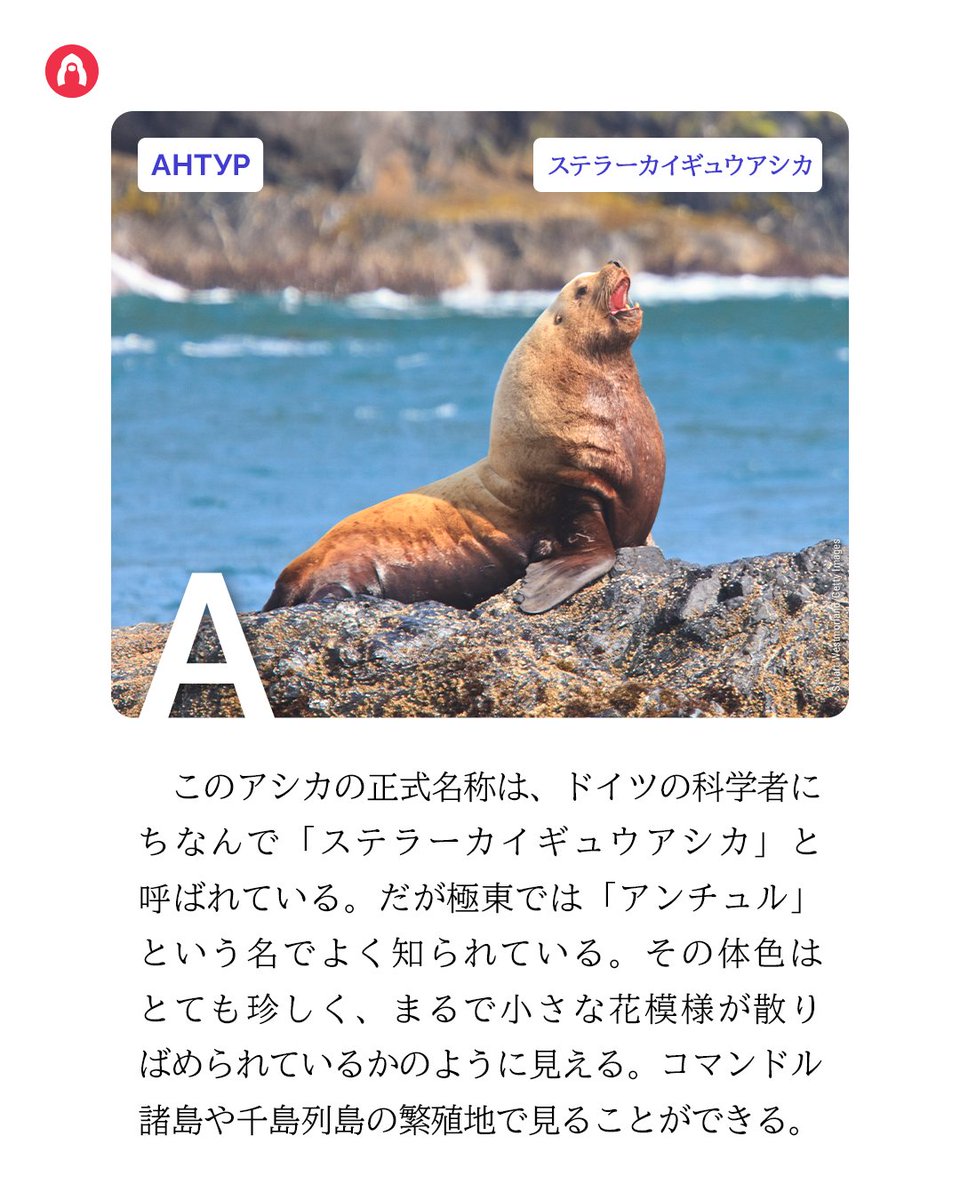 ロシア・ナビ 日本 tweet media