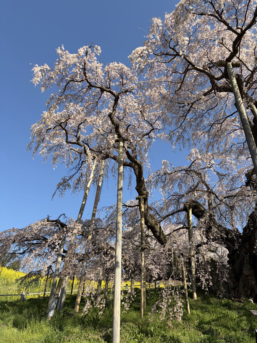 三春の滝桜綺麗だった
またいつか行きたい