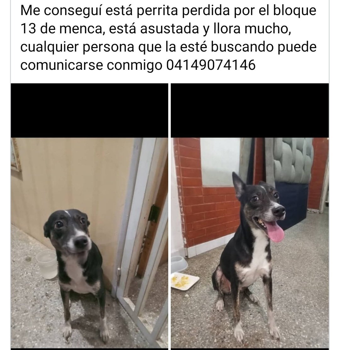 PerroUsuario Wof '•' tweet media