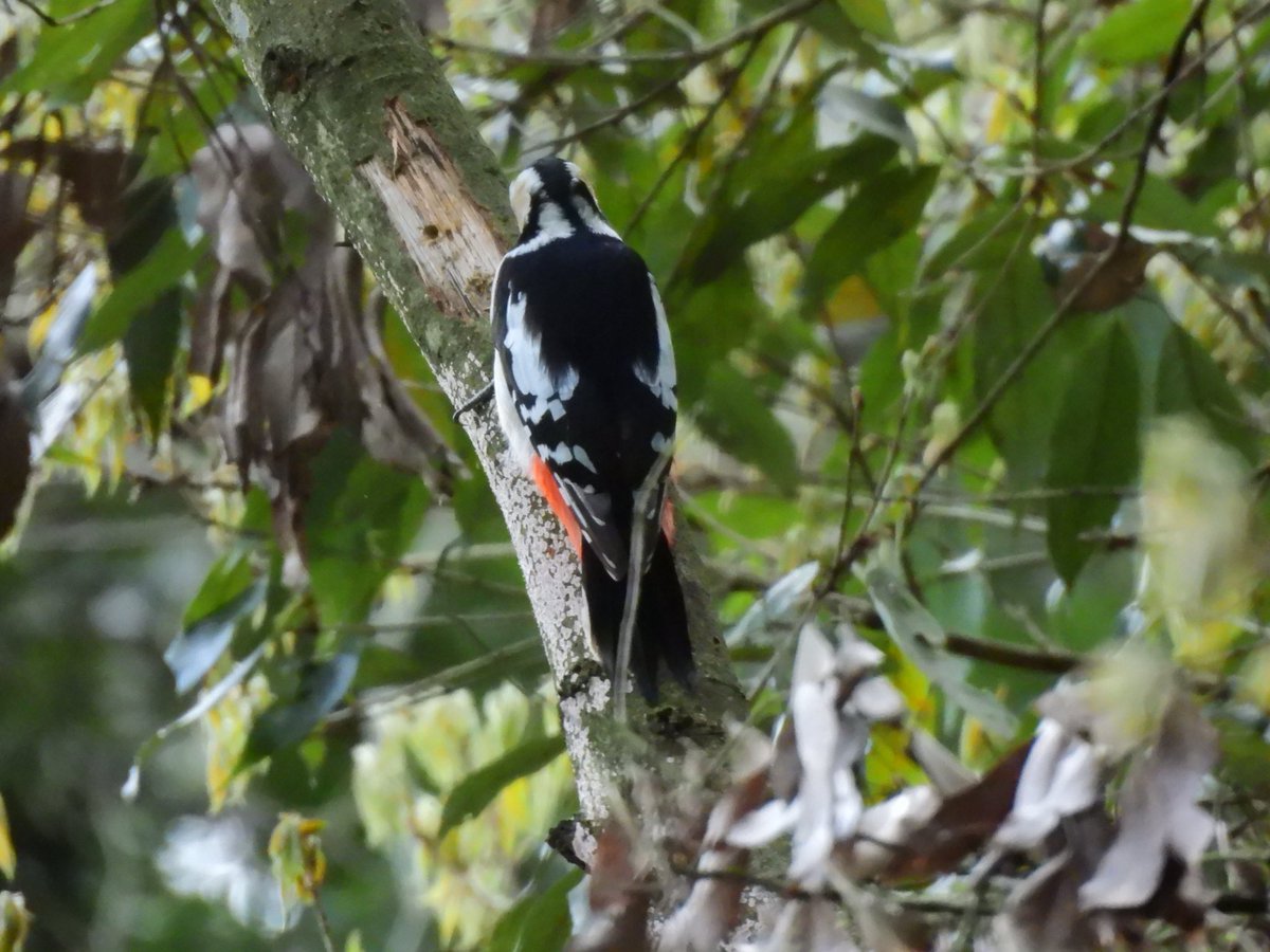 hamutaro_fl's tweet image. コゲラとアカゲラ（メス）
動画は初めて撮りました。手ブレがひどいですが。
夢中にでつついてる姿は可愛いですね
#高尾山
#p950