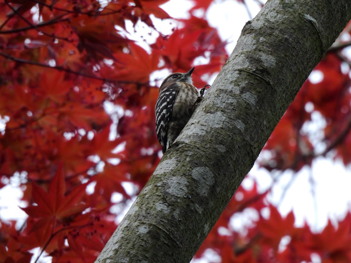 hamutaro_fl's tweet image. コゲラとアカゲラ（メス）
動画は初めて撮りました。手ブレがひどいですが。
夢中にでつついてる姿は可愛いですね
#高尾山
#p950