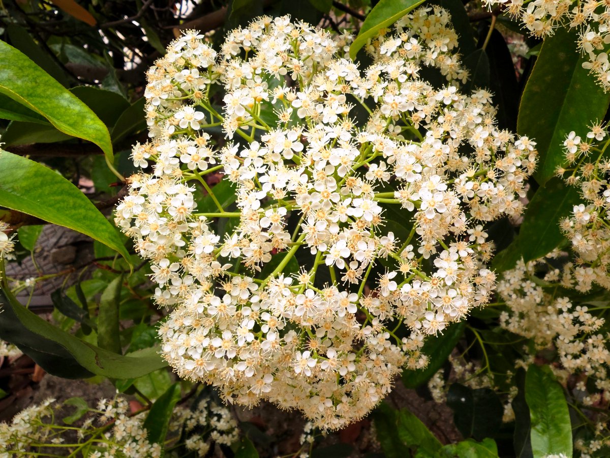 KatySnchez's tweet image. "El arte de la naturaleza." fotinia (Photinia), un arbustol ornamental muy común. #flores #arbusto #hacerfotos  #plantas #naturaleza