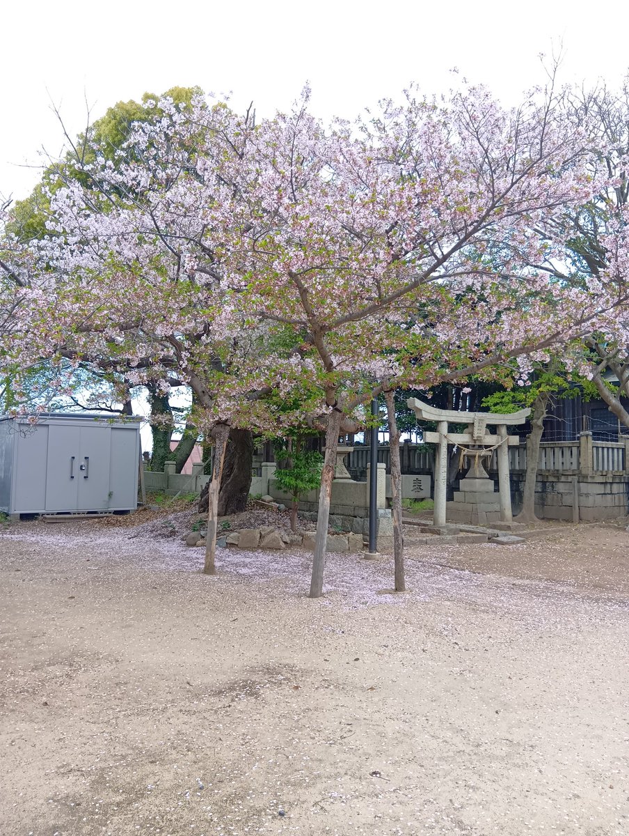 江原千花 tweet media