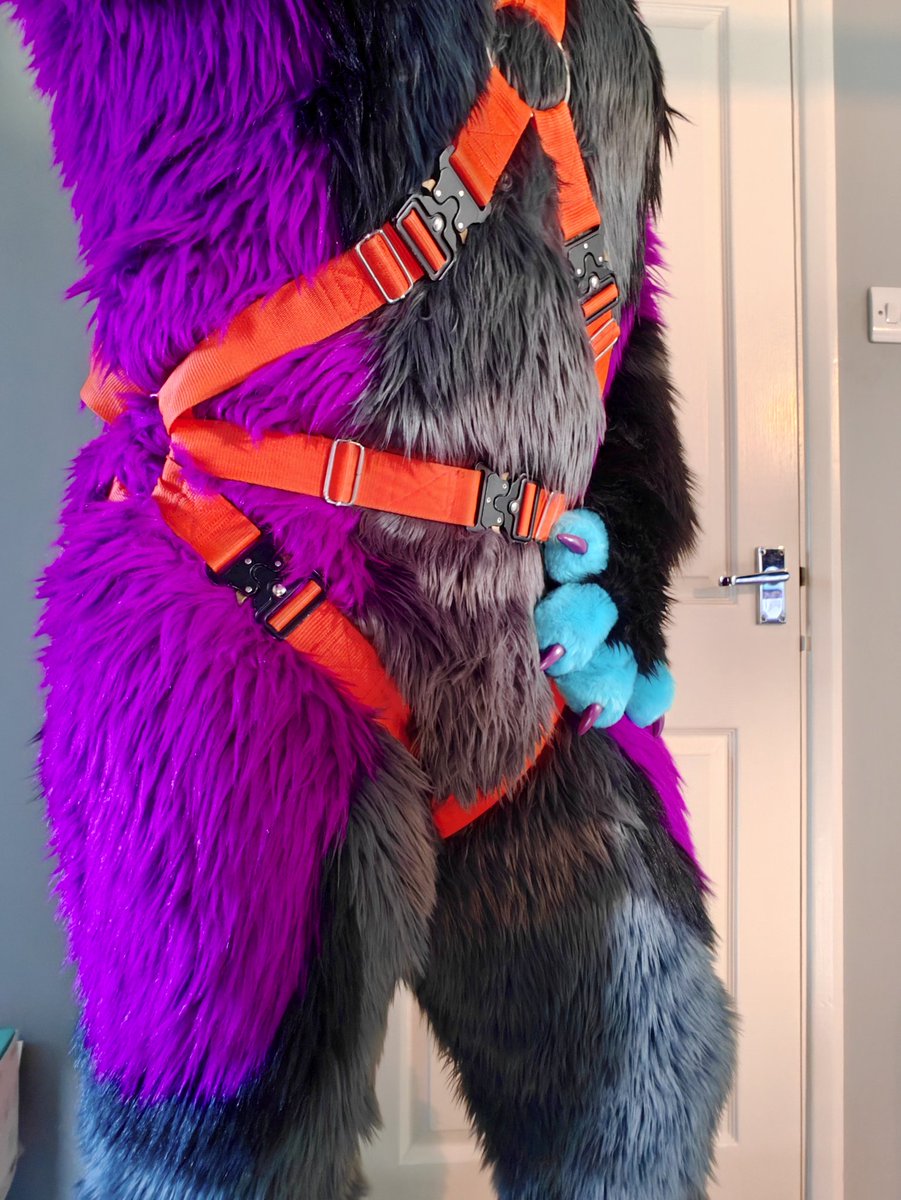 gayestdog's tweet photo. Harnessed~ 💜 https://t.co/cV8Iytm5b7