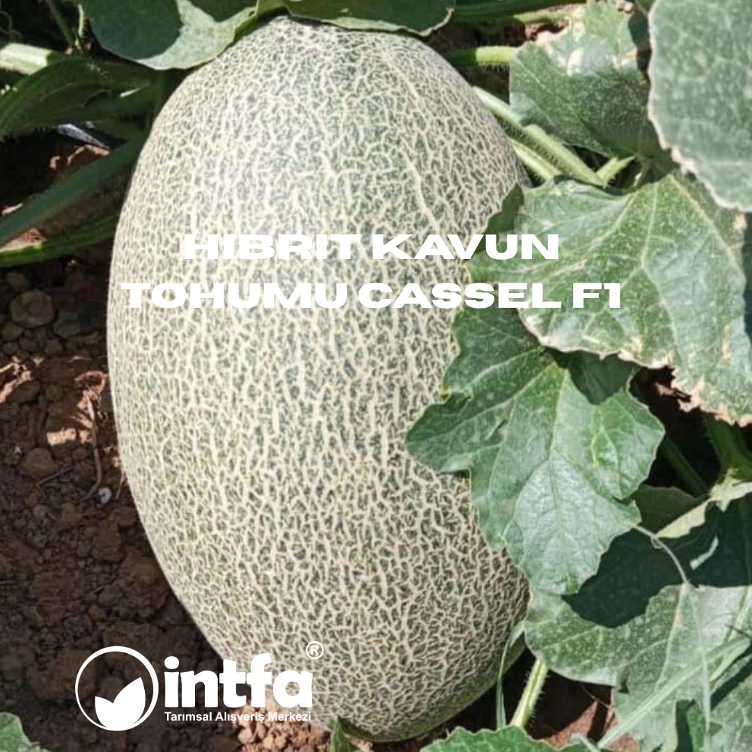 intfarming's tweet image. Hibrit Kavun Tohumu Cassel F1 Tohumu siparişi vermek veya detaylı bilgi almak için sizi sitemize bekleriz. 

intfarming.com/kavun-tohumu/h…

Kalite ve Güvenin vazgeçilmez adresi İNTFA Tarımsal Alışveriş Merkezi.

#tohum #tohumcu #tohumculuk #Kavuntohumu #hibritkavuncasself1
