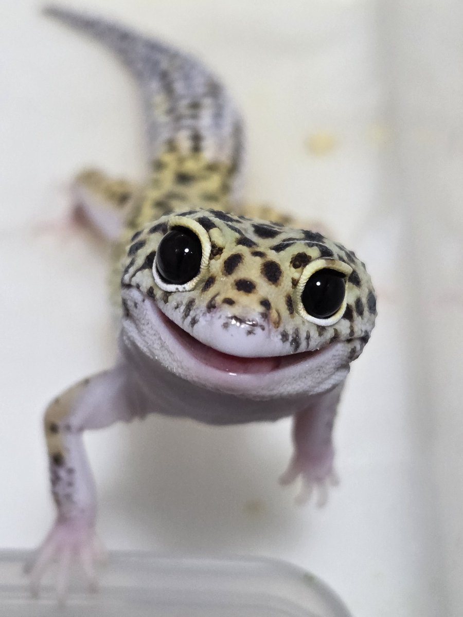 ONE for 6🦎 tweet media