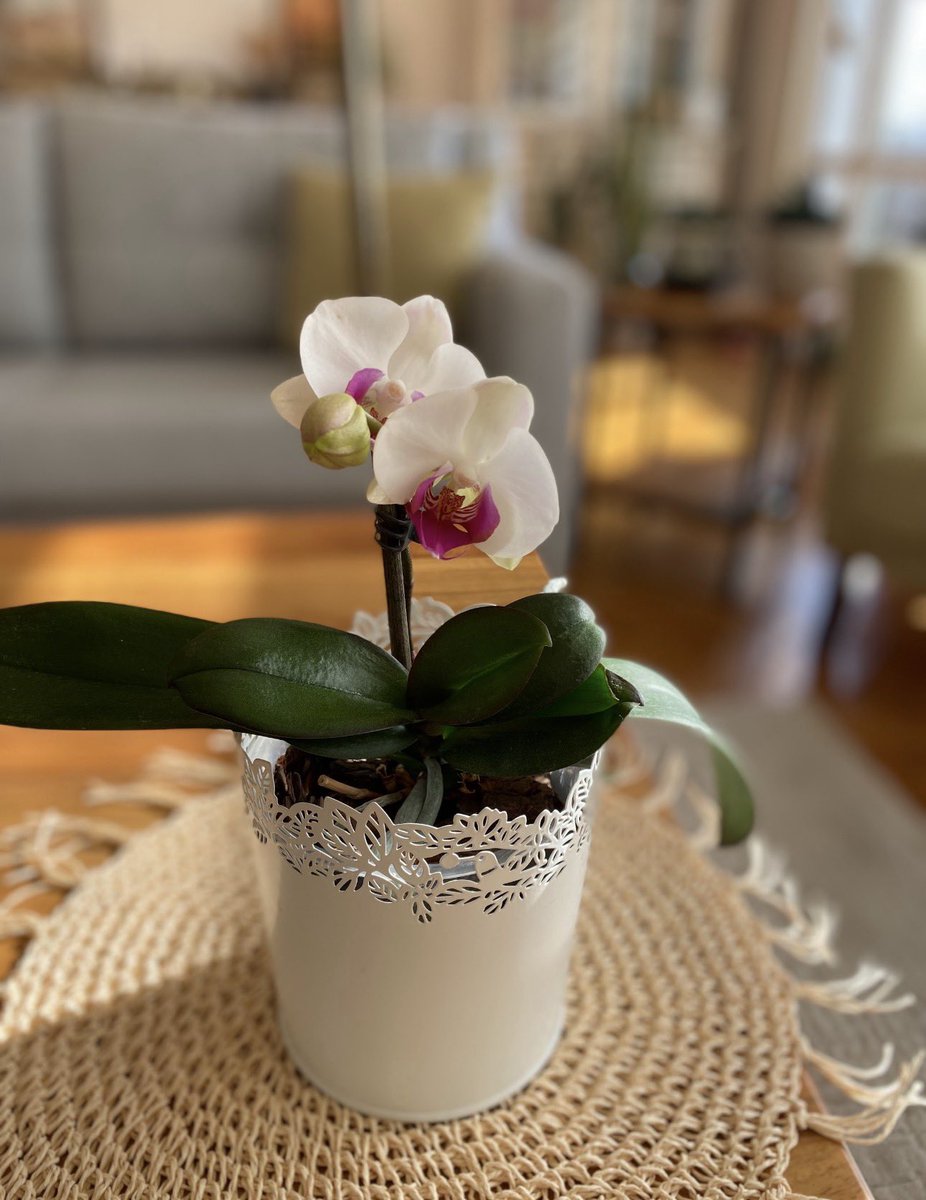 Müberra Köroğlu tweet media