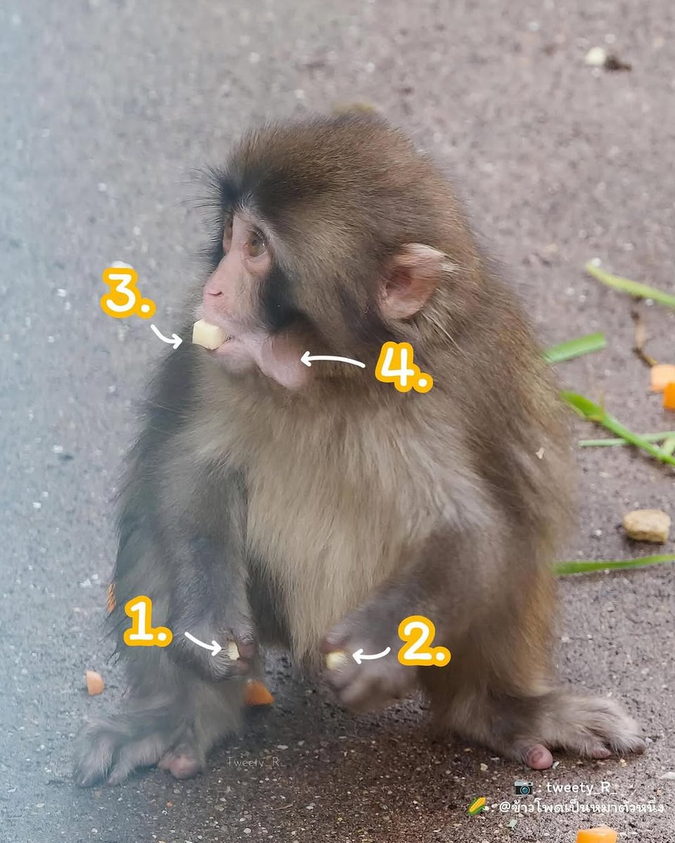 Human Owned by Cat 😺 tweet media