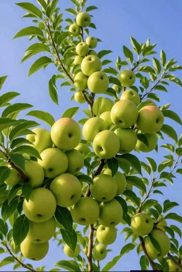 primeEditz45's tweet photo. How do we call this fruit🤔 https://t.co/Z5ZZuDFAn7