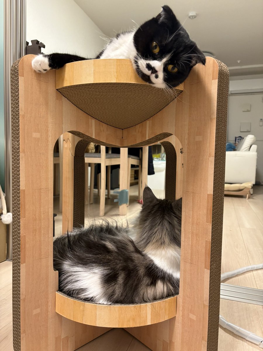 ちゃーた tweet media