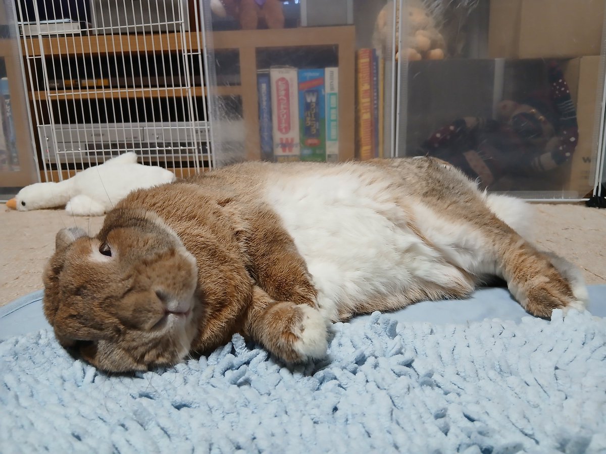 今日は爪切りしたからお疲れの様子。ｸﾞﾅｰｲ🐰