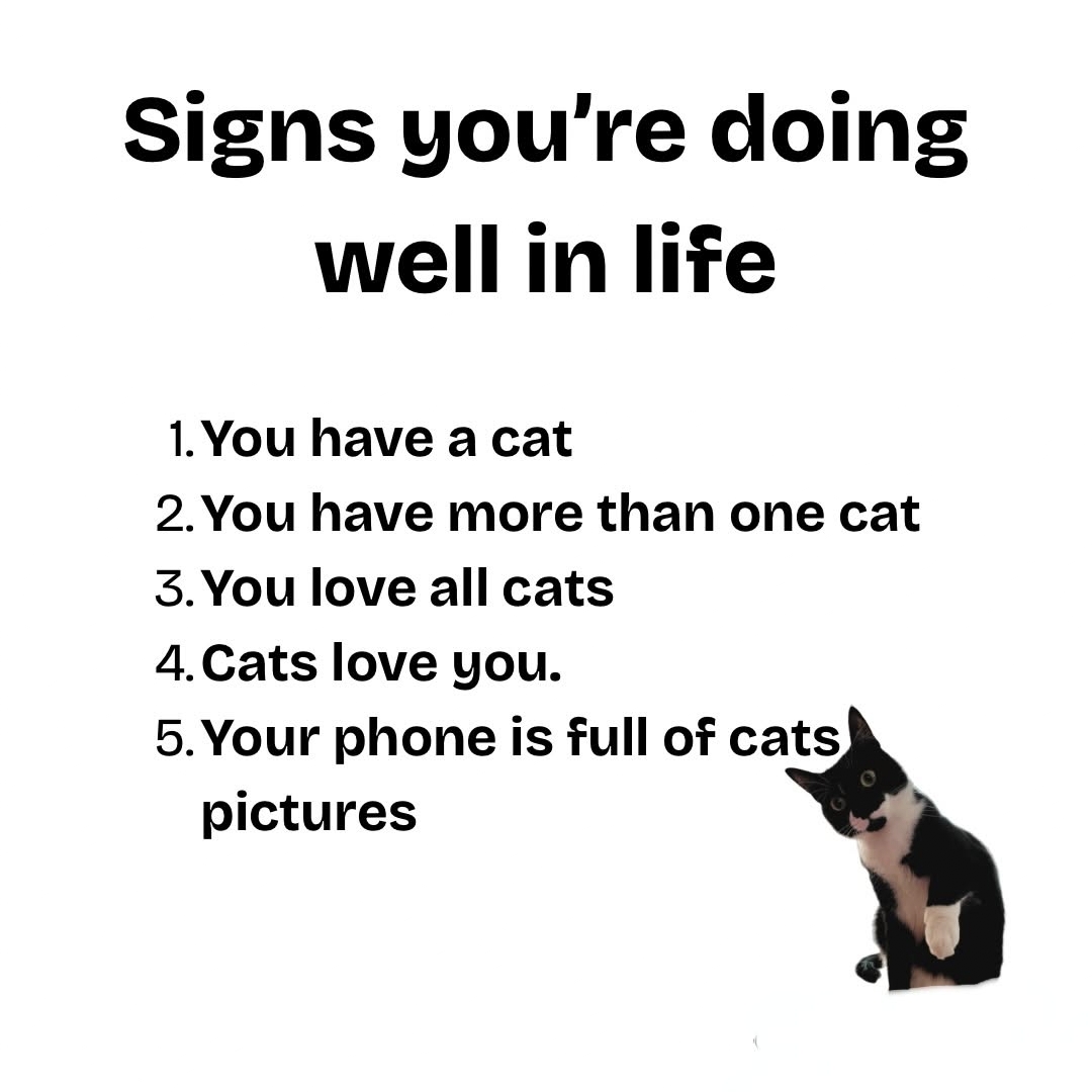 We don't deserve cats 😺 tweet media