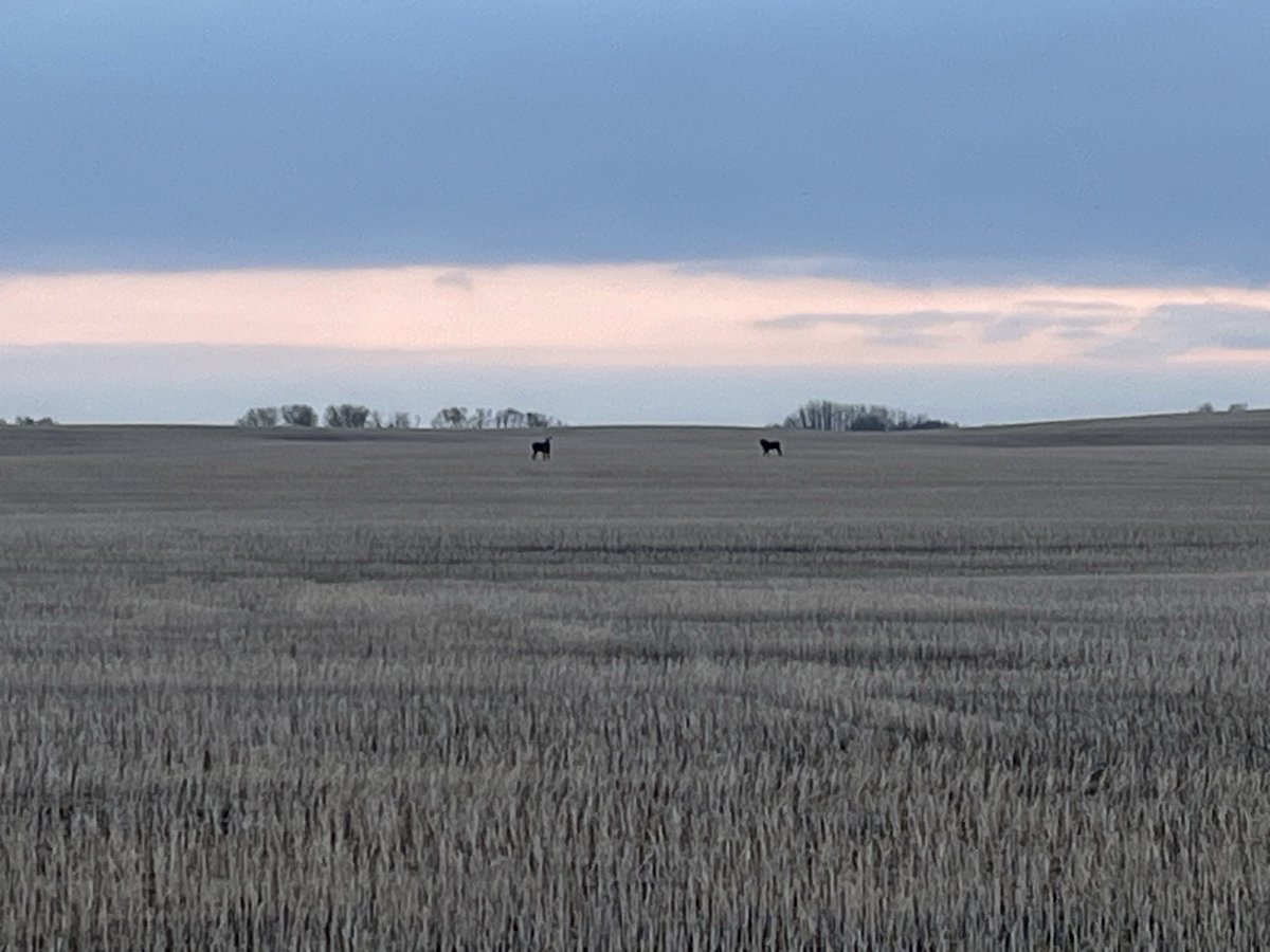 CoryLCowan's tweet image. Two moose enjoying the sunrise this morning #Alberta