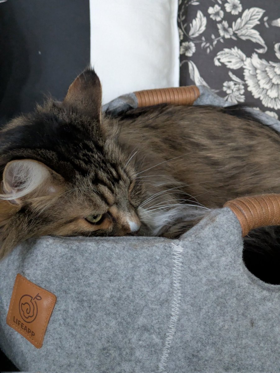 natsu_cat08's tweet image. 