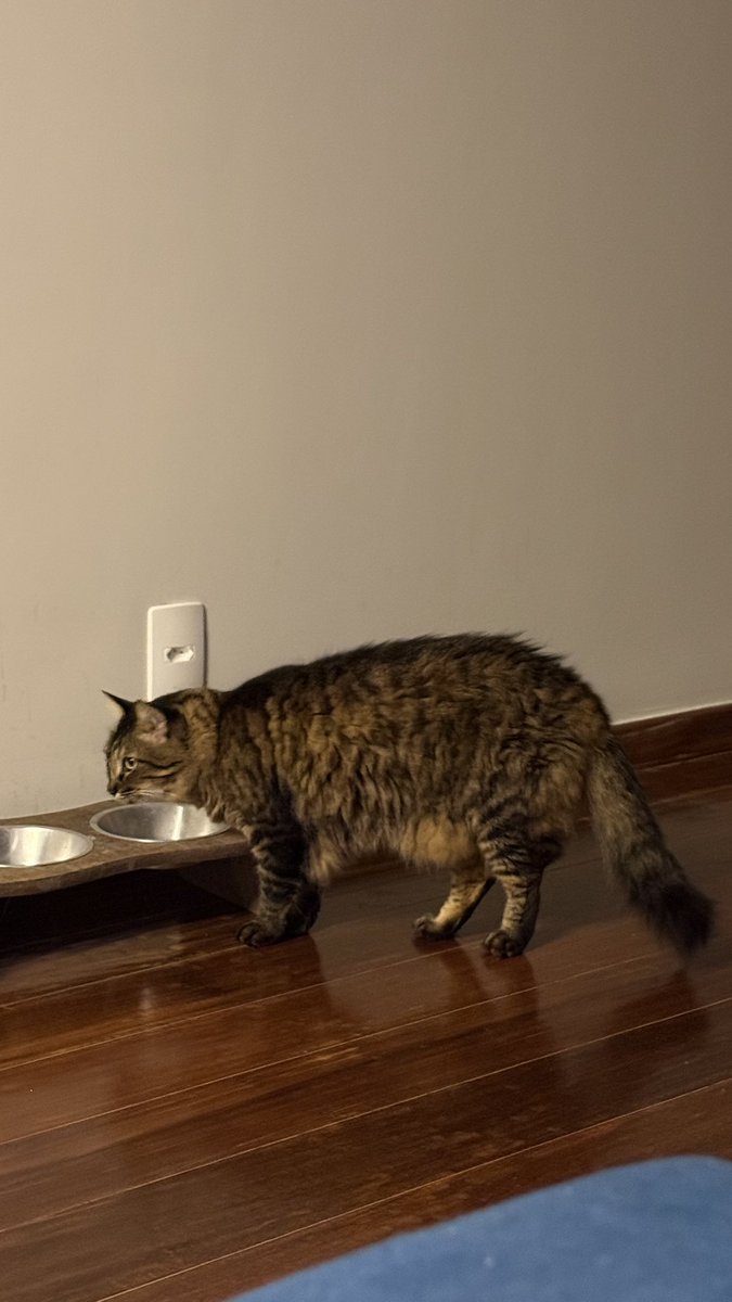 F com RQE + ✨ tweet media