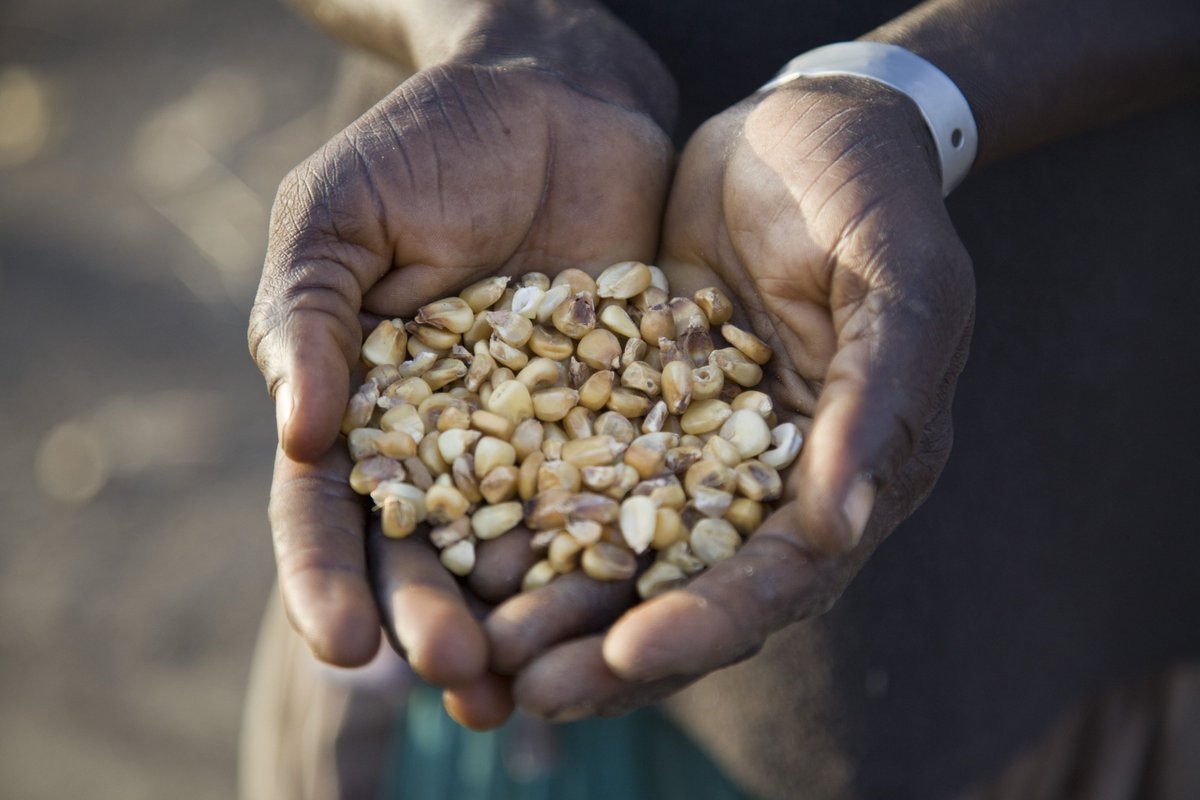 Development and Peace — Caritas Canada tweet media