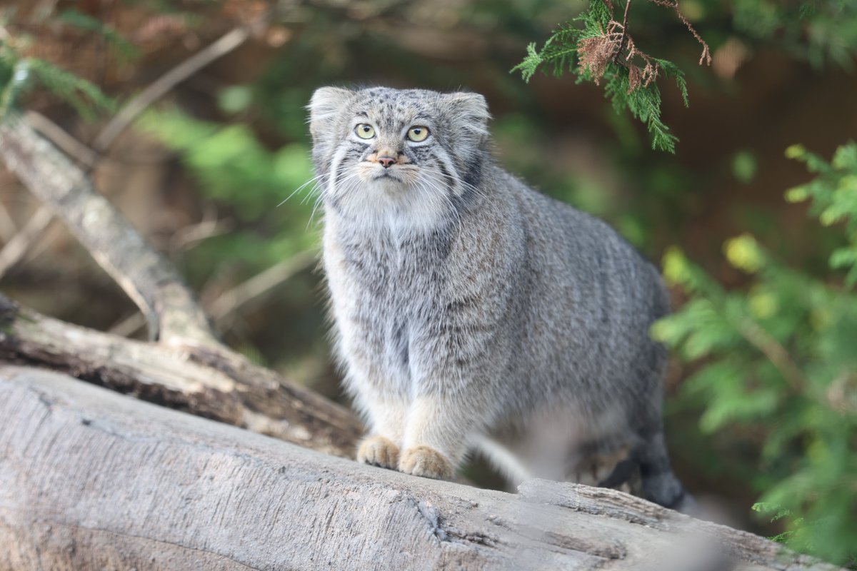 まおっぺ tweet media