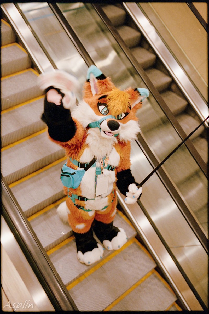 Autumn 🦊 tweet media