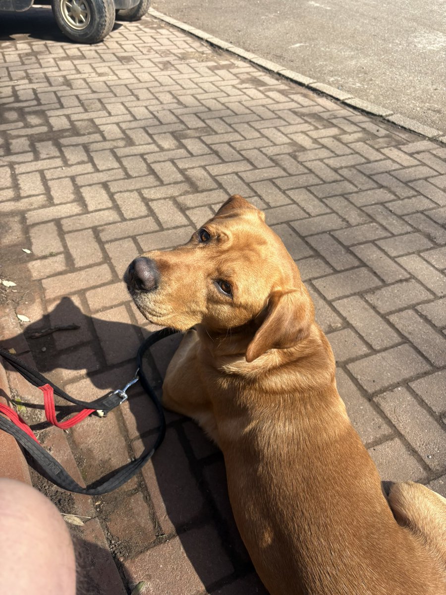 mickfox200's tweet image. When Eddie met his buddies Willow &amp;amp; Teddy.. #funinthesun 
🧡🖤💛