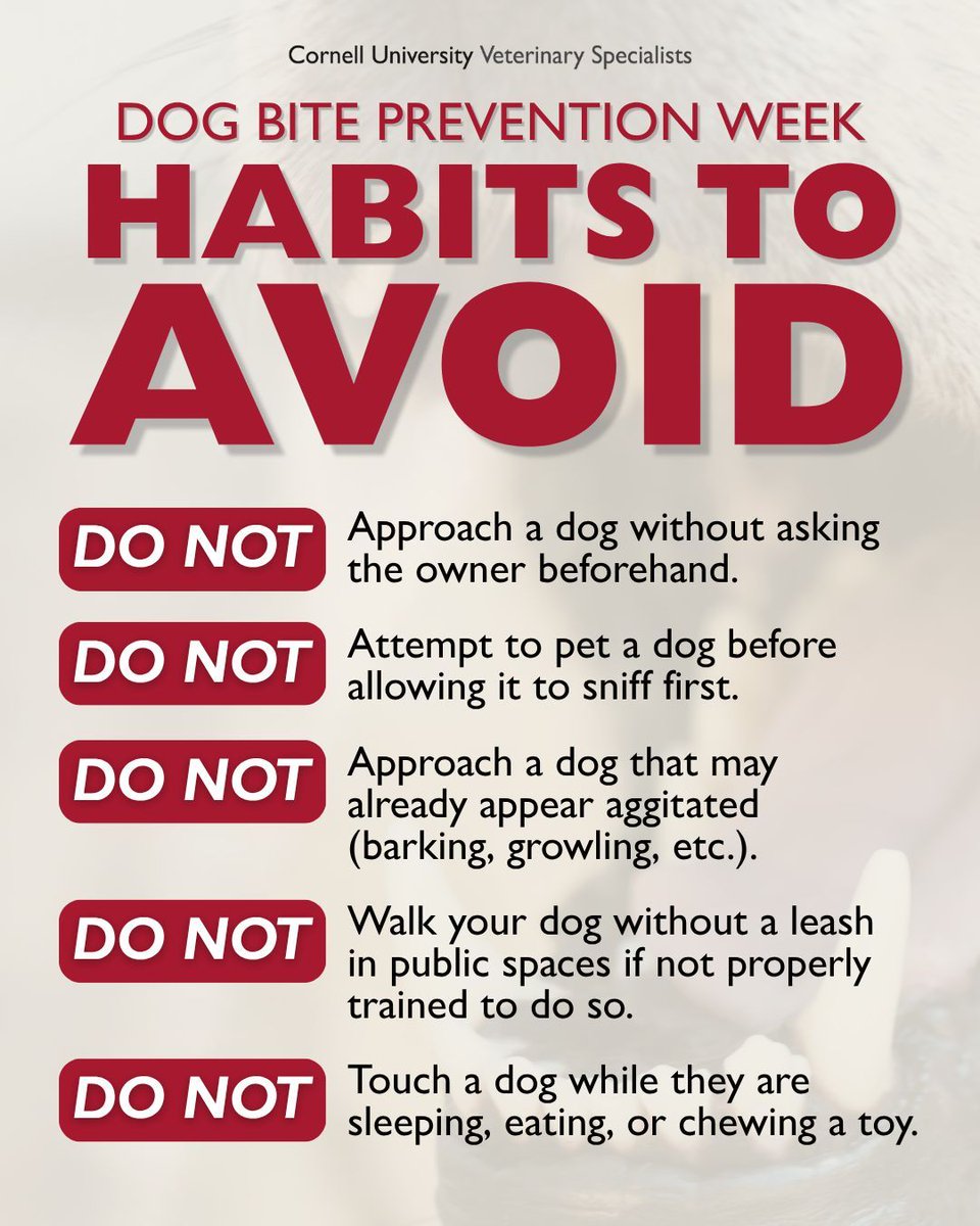 CUVS_Stamford's tweet image. ❗️Did you know... roughly 4.5 million people within the United States are bitten by a dog each year. 

In honor of National Dog Bite Prevention Week, here are 5️⃣ habits to consciously AVOID when interacting with a dog. 

#PetSafety #Prevention #DogBitePrevention #April #VetMed