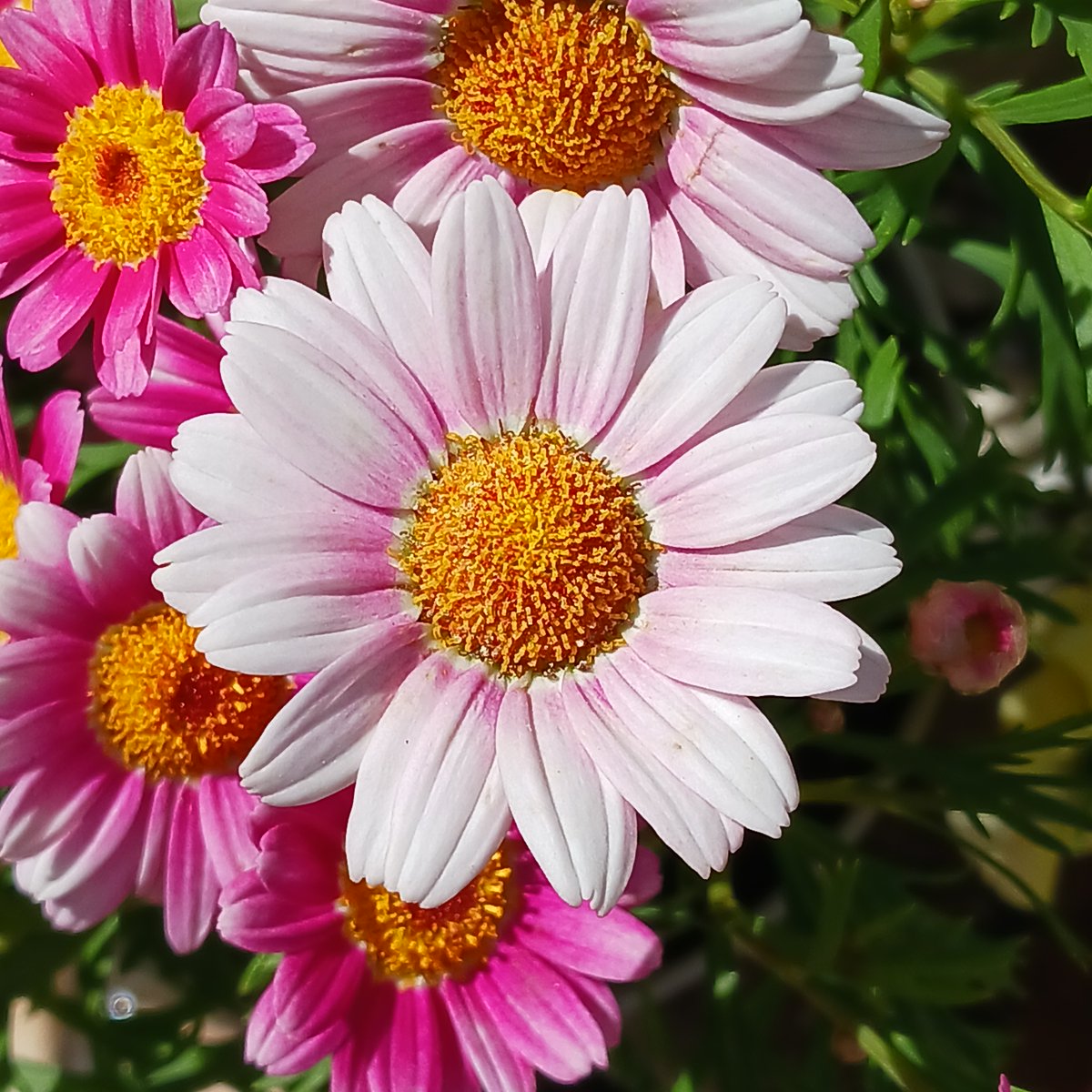 KYAPIA TV❤動物と音楽♬犬鳥のママ🐶🐥 tweet media