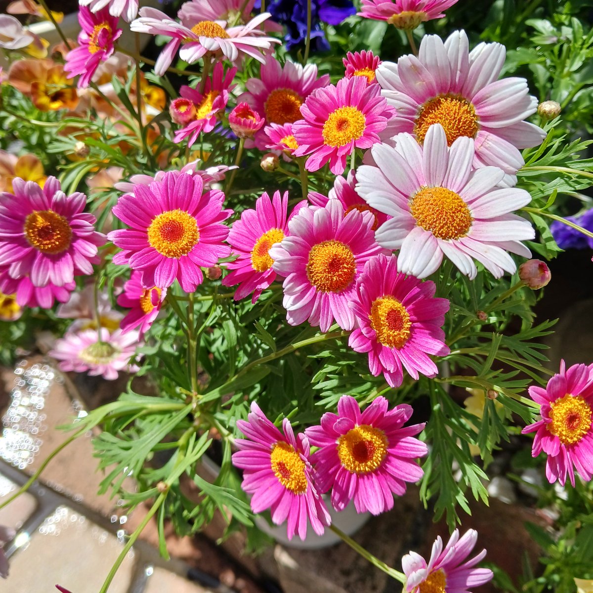 KYAPIA TV❤動物と音楽♬犬鳥のママ🐶🐥 tweet media