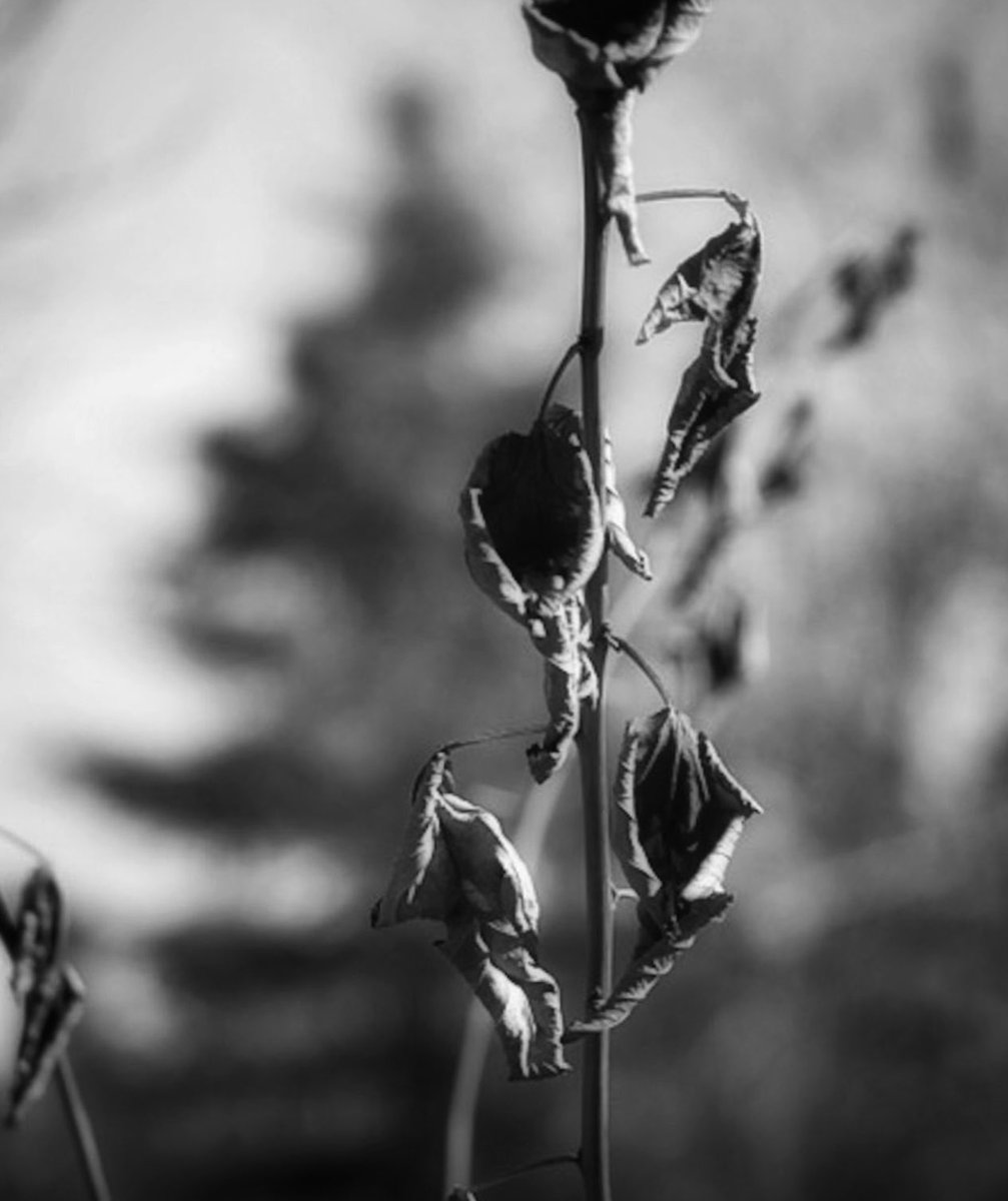 Rachel H. (Rach) tweet media