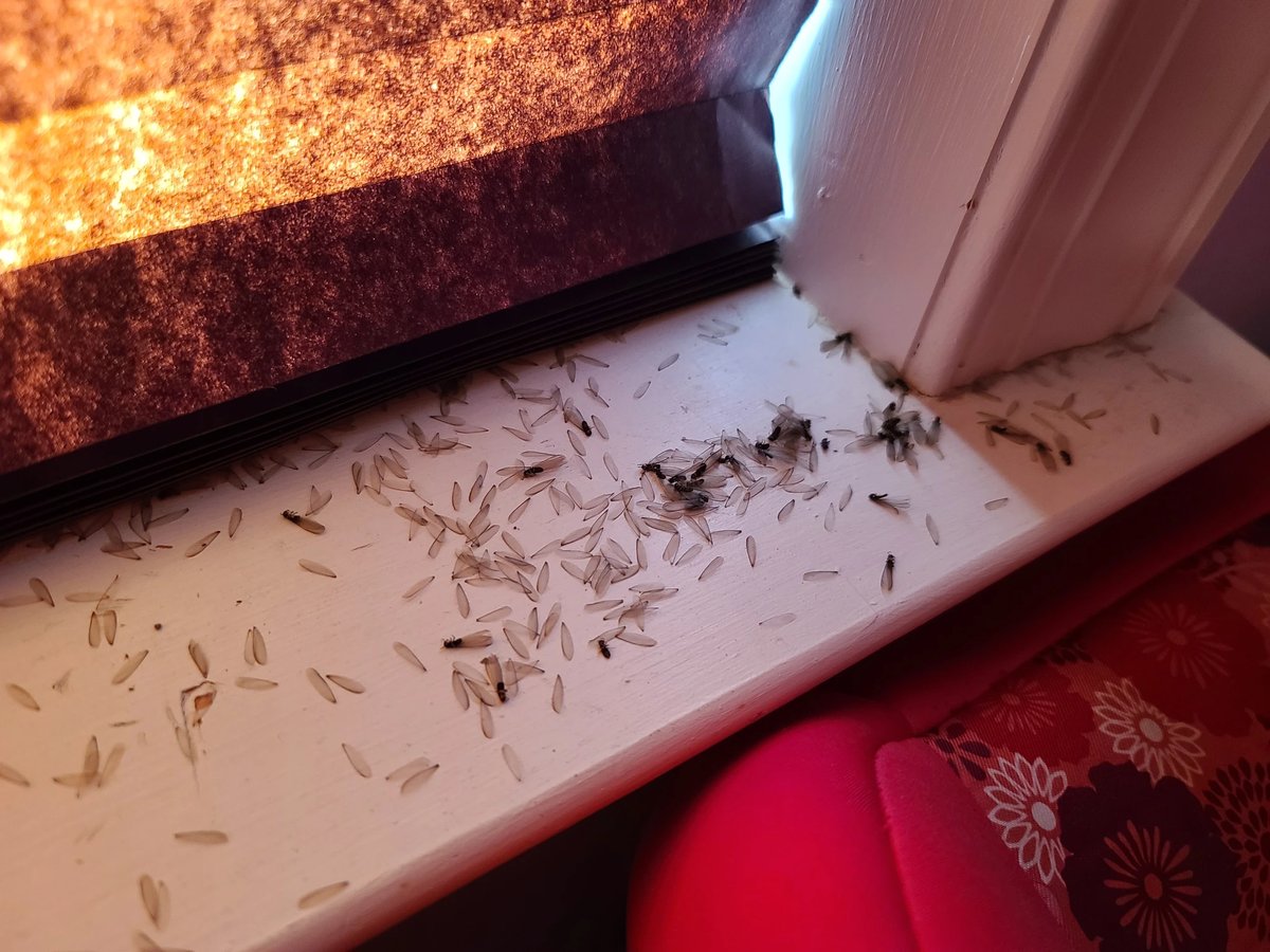 Invicta Pest Control tweet media