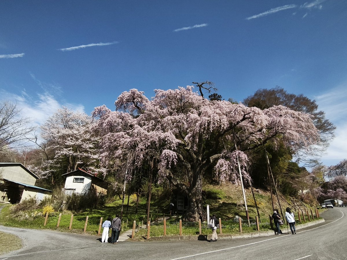 opa63862053's tweet photo. 三春の滝桜から延命地蔵尊/紅枝垂地蔵桜に向かいました🌟郡山市指定天然記念物で三春滝桜の娘といわれる枝垂れ桜で、樹齢は約400年との事で下には、地蔵堂があり願をかけていたとの事。

#紅枝垂れ地蔵桜 #地蔵堂 #郡山市指定天然記念物 #三春滝桜の娘 #中田町 https://t.co/FPdLMrePHV