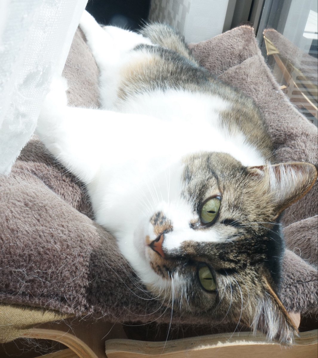 ciel_cat0706's tweet photo. シエルちゃん4歳になりました🌟
元野良保護猫母から生まれた子なので、いつもThe猫って感じの性格だけど、飼い主たちにはきゃわわな鳴き声で甘えてくるのがとっても可愛いシエルちゃん🫶🏻
これからも時々美味しいおやつを食べて、大好きな日向ぼっこたくさんして長生きしてね☺️ https://t.co/85GFaL1bk3