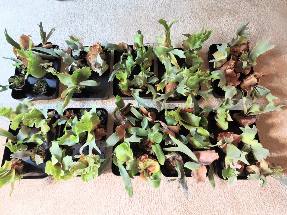 et_wil凜紅kii_ビカクカクシダシダ tweet media