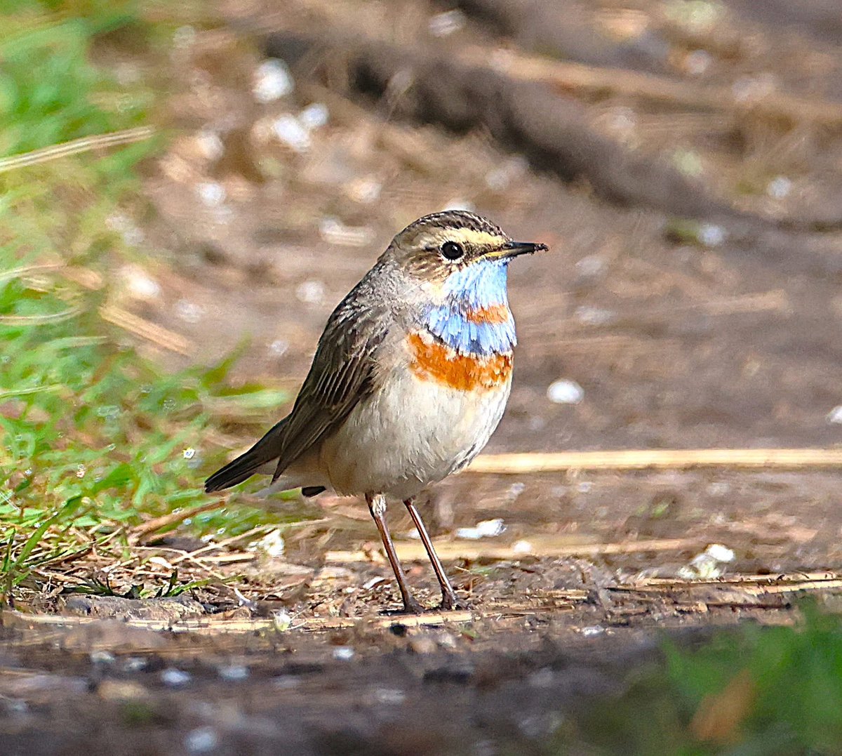 phil cheeseman tweet media