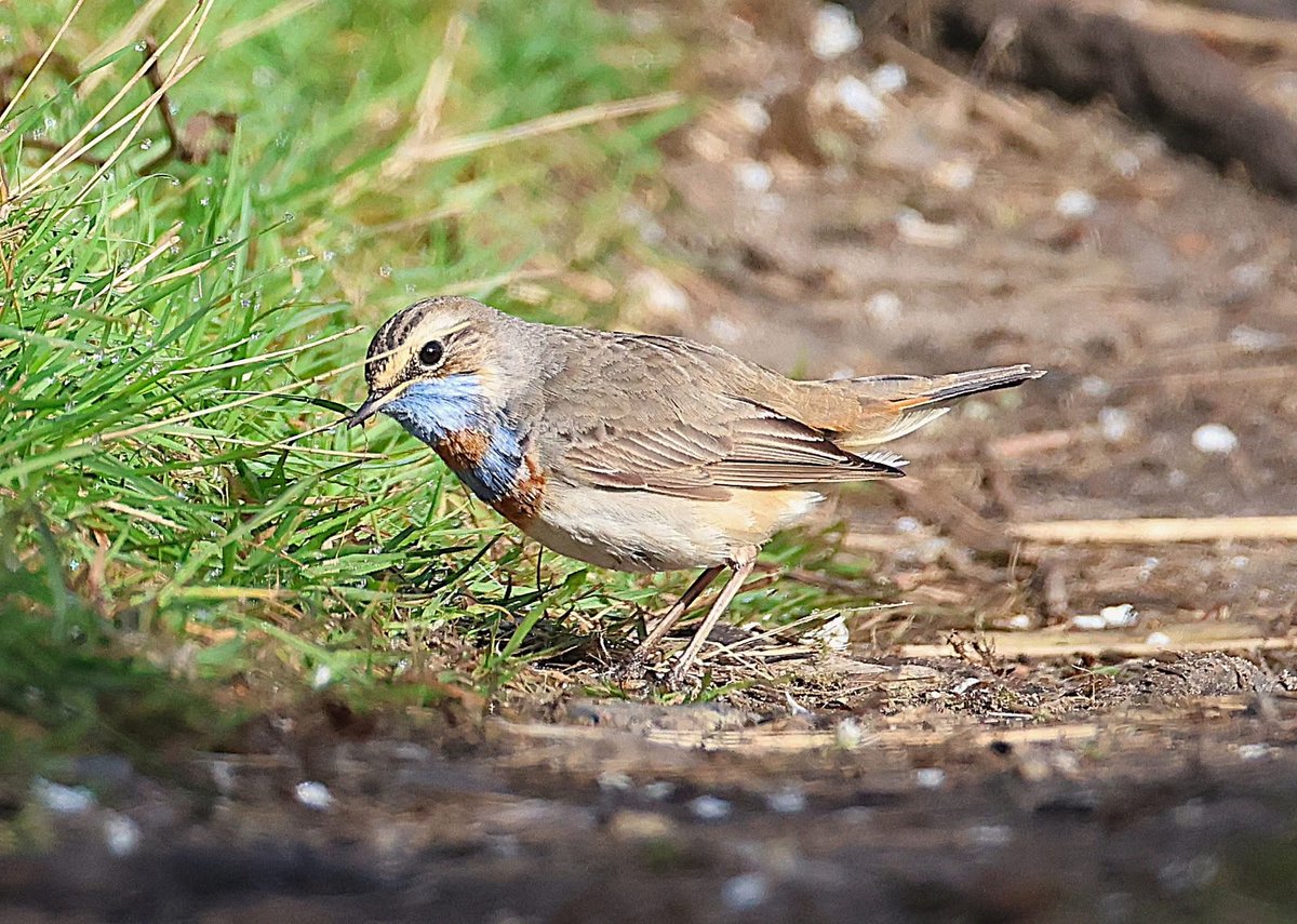 phil cheeseman tweet media