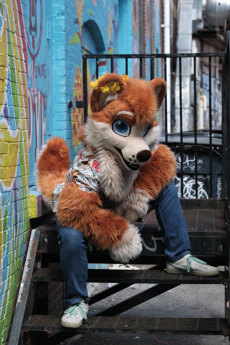 Toffee Corg tweet media