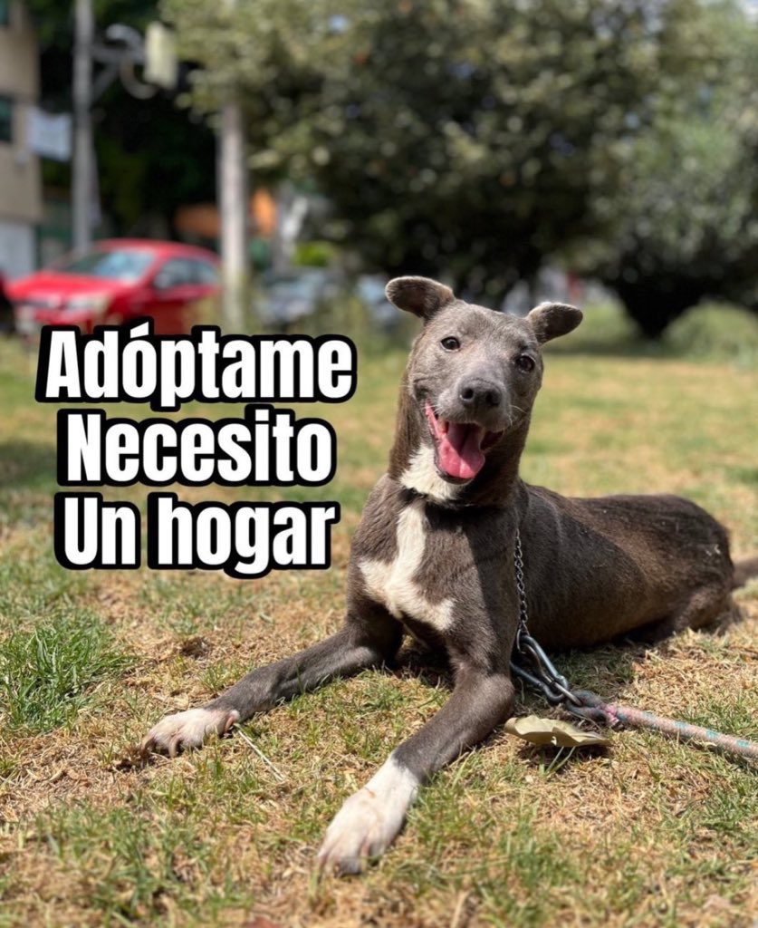 𝙷𝚎𝚕𝚊 𝙼𝚘𝚛𝚎 🐶 tweet media