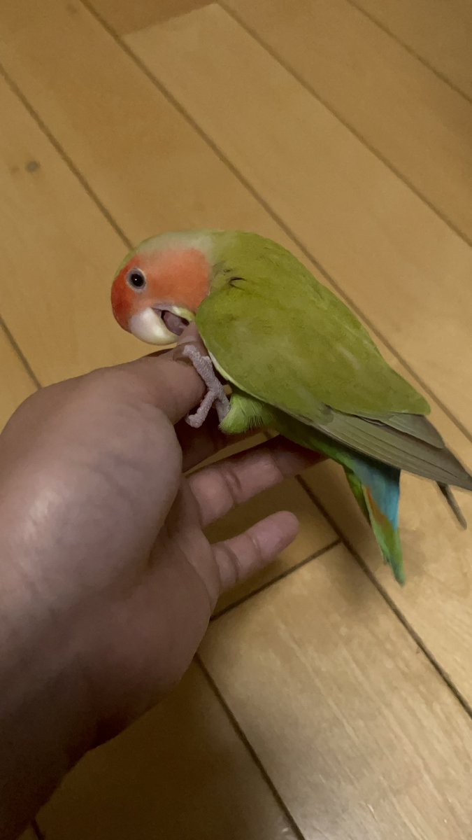 ハル（人間）とちぃ tweet media