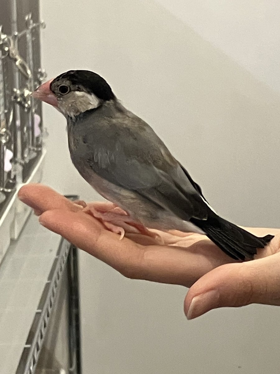 文鳥堂のおしらせ tweet media