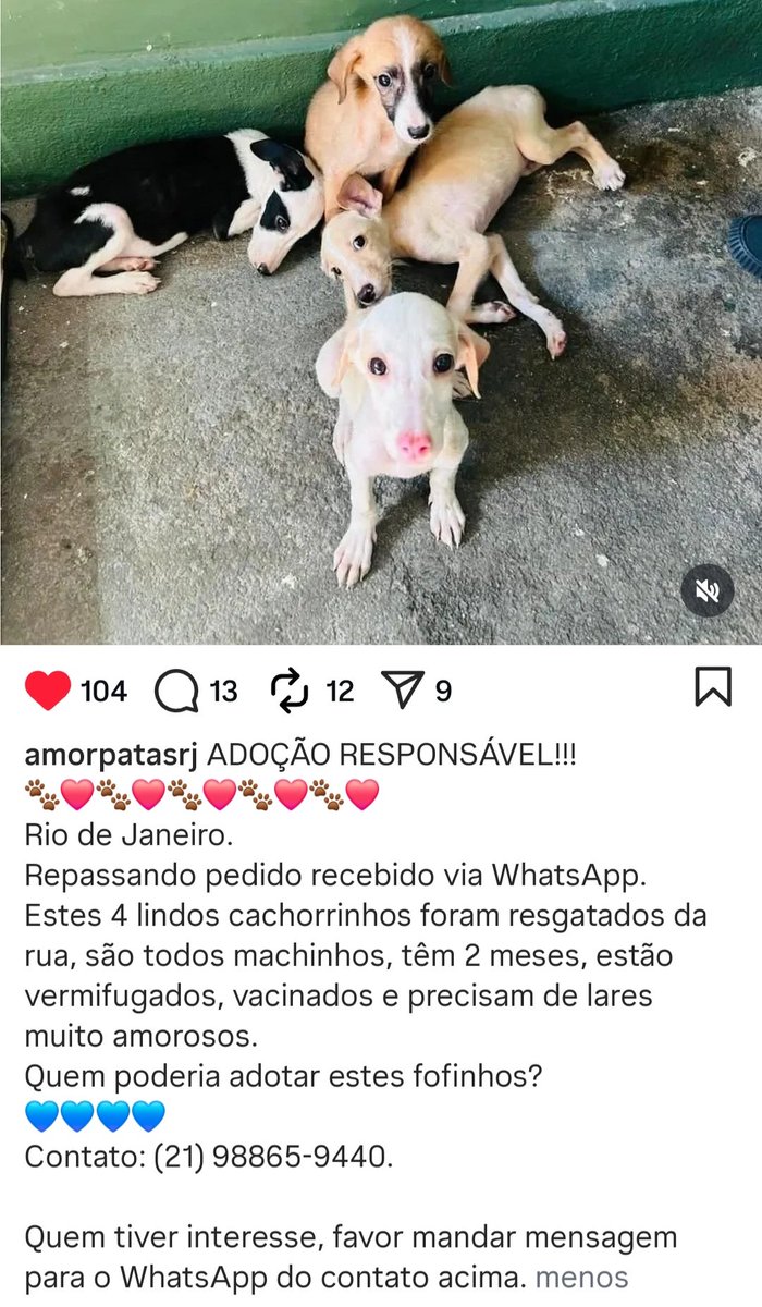 DaisySa13's tweet photo. ADOÇÃO RESPONSÁVEL https://t.co/g3k2vriimW