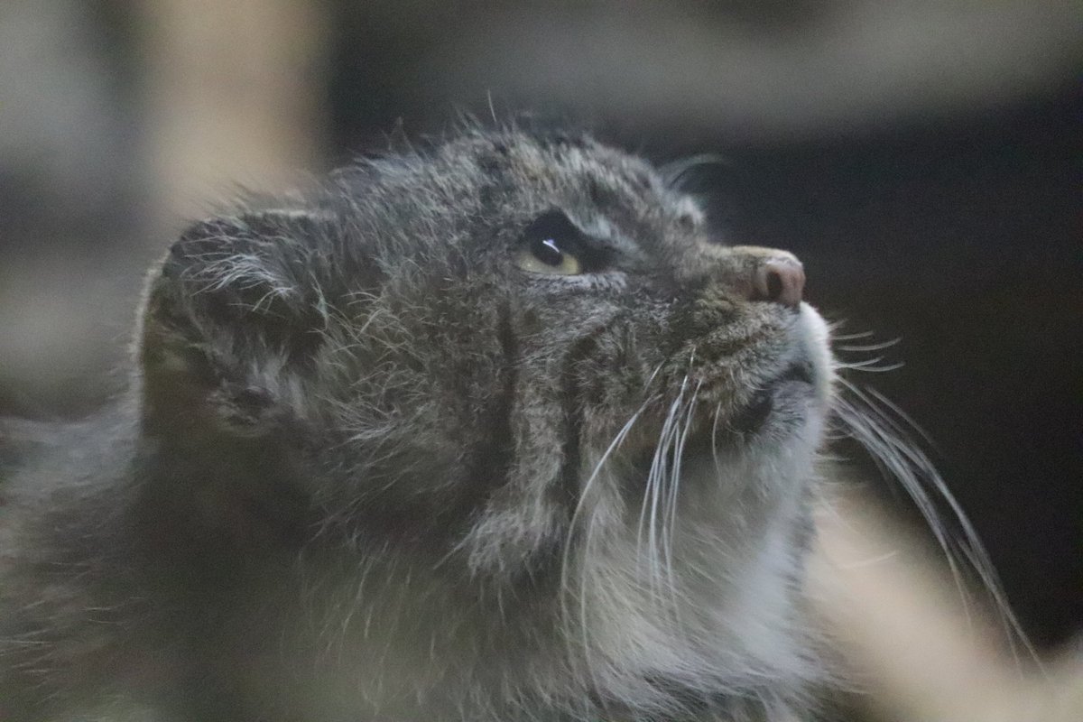 まおっぺ tweet media