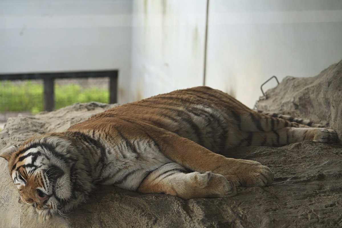 しろねこ tweet media