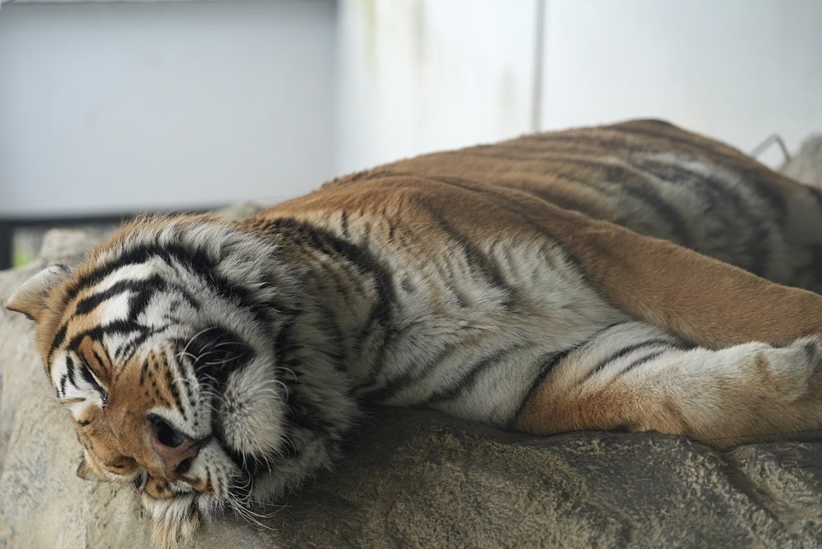 しろねこ tweet media