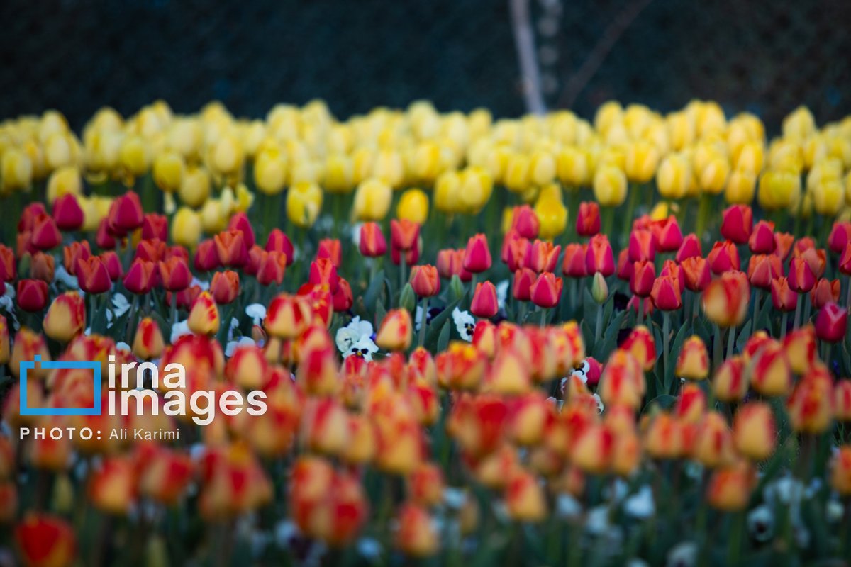 Visit Iran tweet media