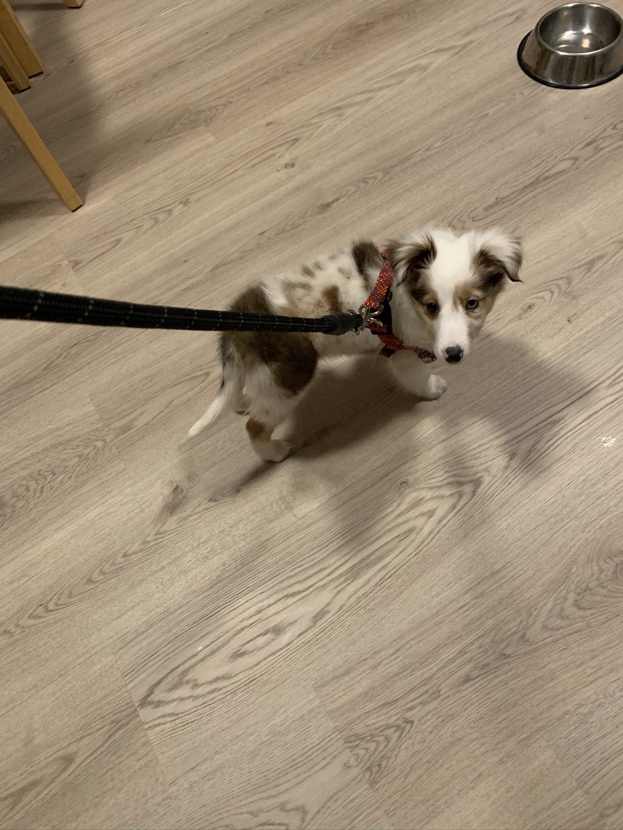 MaggyS0622's tweet image. 室内でお散歩練習中のﾉｱﾁｬﾝ

 #シェルティ春のパピー祭り2026
