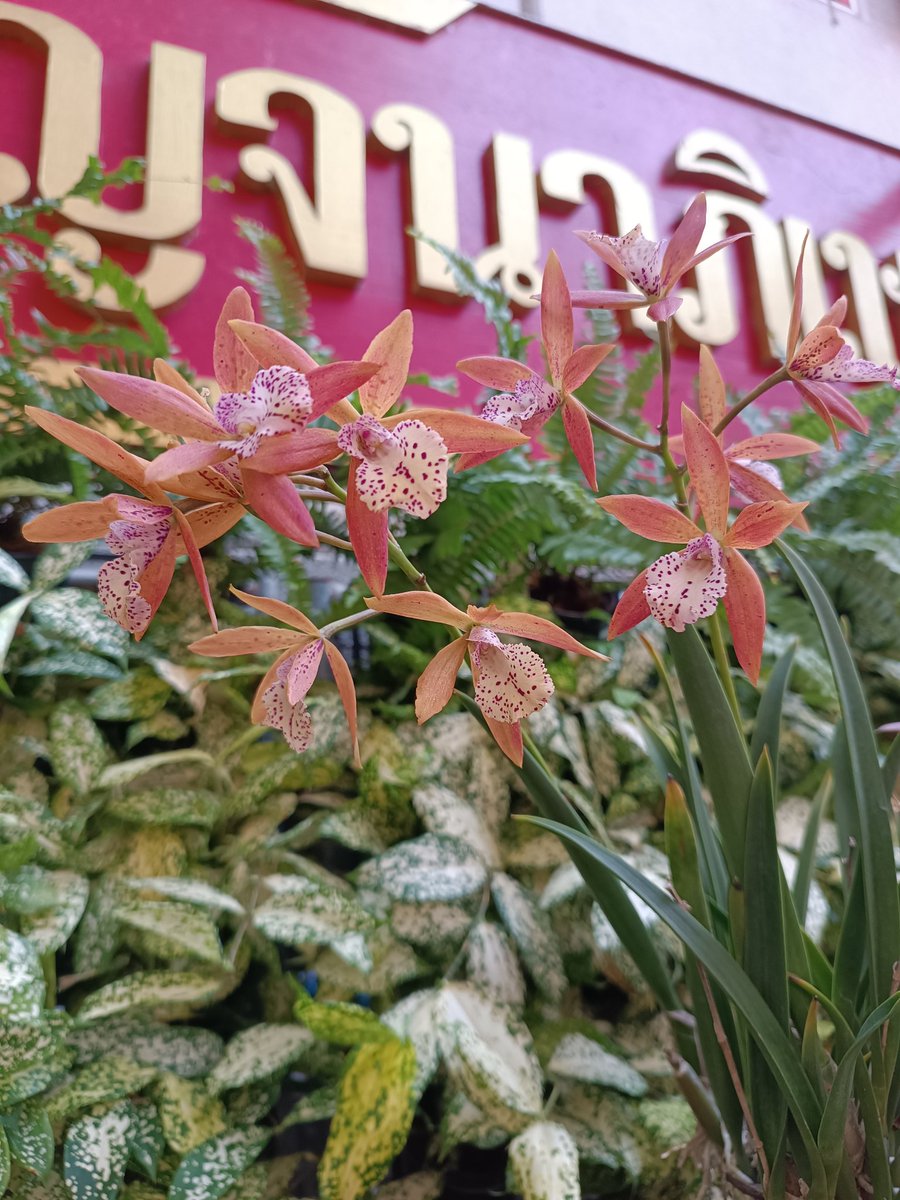 Palit's heart tweet media