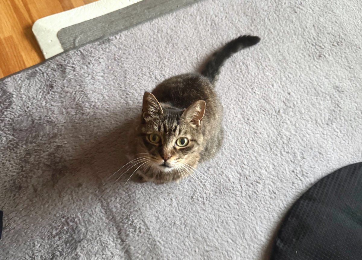 まいちょん tweet media