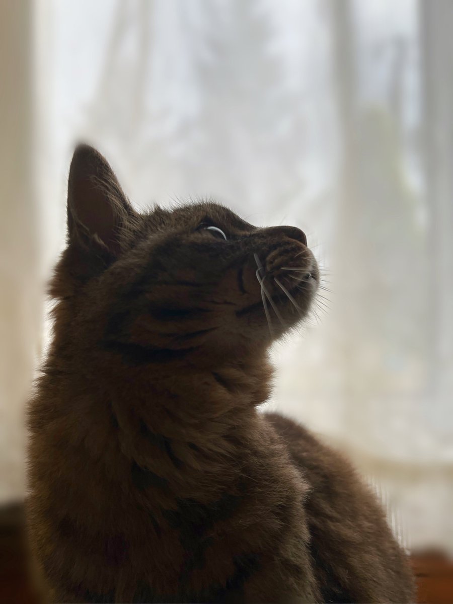 まいちょん tweet media